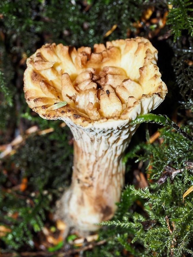 A Kauffman’s Gomphus For some reason just lately (2010) the genus name has changed from Gomphus to Turbinellus. Something to do with molecular genetics. At first glance I thought that this mushroom was a weird chanterelle, not so. Interesting that is is a North American species.  Canada,Geotagged,Gomphus kauffmanii,Summer,Turbinellus kauffmanii