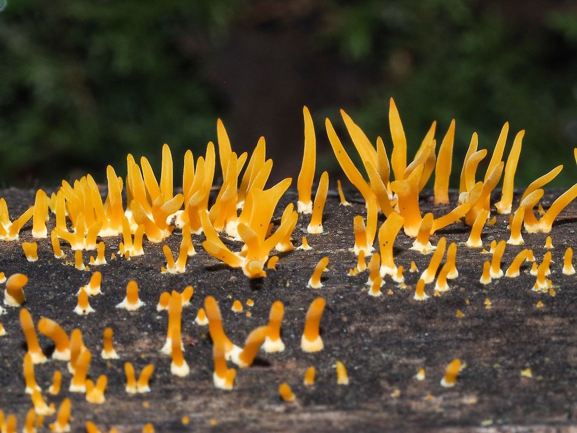 An Example of Calocera cornea... I hope! It may be too early to decide if this fungus is not really C. viscosa. So far it seems that these are &ldquo;unbranched and rarely forked&rdquo; which helped me with the identification.<br />
<a href="http://linnet.geog.ubc.ca/Atlas/Atlas.aspx?sciname=Calocera" rel="nofollow">http://linnet.geog.ubc.ca/Atlas/Atlas.aspx?sciname=Calocera</a> cornea Calocera cornea,Canada,Geotagged,Summer