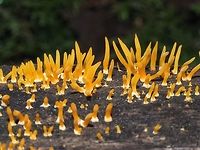 An Example of Calocera cornea... I hope! It may be too early to decide if this fungus is not really C. viscosa. So far it seems that these are “unbranched and rarely forked” which helped me with the identification.<br />
http://linnet.geog.ubc.ca/Atlas/Atlas.aspx?sciname=Calocera cornea Calocera cornea,Canada,Geotagged,Summer