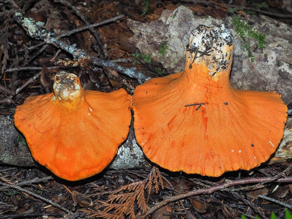 A Couple of Fine Examples! There were so many of these affected russulas that the slugs had not found these two... yet!<br />
<br />
<figure class="photo"><a href="https://www.jungledragon.com/image/81943/yum.html" title="Yum!"><img src="https://s3.amazonaws.com/media.jungledragon.com/images/2839/81943_thumb.jpeg?AWSAccessKeyId=05GMT0V3GWVNE7GGM1R2&Expires=1759968010&Signature=haZshe7EiOUA2LO4lxyCdKFAps0%3D" width="200" height="150" alt="Yum! These Banana Slugs don&rsquo;t wait for the Lobster Mushrooms to erupt from the forest floor. They must be tasty!<br />
 Ariolimax Columbianus,Canada,Geotagged,Pacific banana slug,Summer" /></a></figure> Canada,Geotagged,Hypomyces lactifluorum,Lobster mushroom,Summer