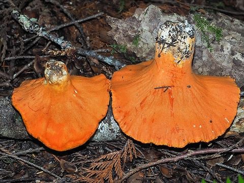 A Couple of Fine Examples! There were so many of these affected russulas that the slugs had not found these two... yet!

https://www.jungledragon.com/image/81943/yum.html Canada,Geotagged,Hypomyces lactifluorum,Lobster mushroom,Summer