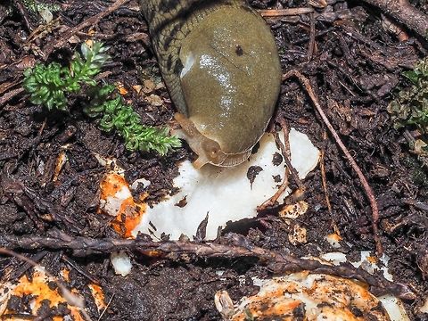 Yum! These Banana Slugs don&rsquo;t wait for the Lobster Mushrooms to erupt from the forest floor. They must be tasty!
 Ariolimax Columbianus,Canada,Geotagged,Pacific banana slug,Summer