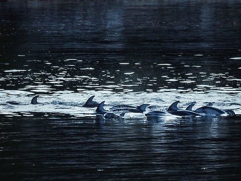 Evening Visitors to Whaletown Bay First we received a message then an email saying there were dolphins in front of our house. Sure enough there were. The lighting at 8:30pm made photography a bit of a challenge. Canada,Geotagged,Lagenorhynchus obliquidens,Pacific white-sided dolphin,Summer