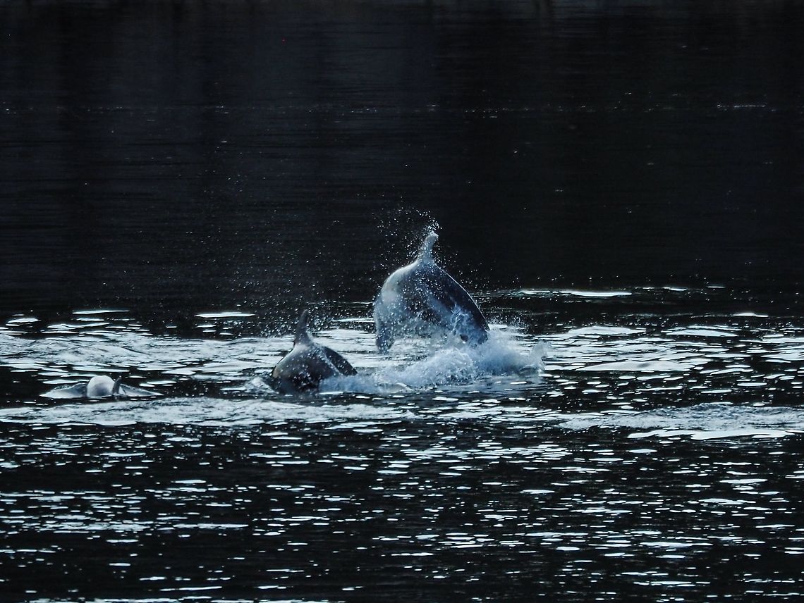 A Small Part of the Pod It was entertaining to watch and listen to this pod of dolphins while they fed in Whaletown Bay. The quiet calm evening added to our enjoyment. Canada,Geotagged,Lagenorhynchus obliquidens,Pacific white-sided dolphin,Summer
