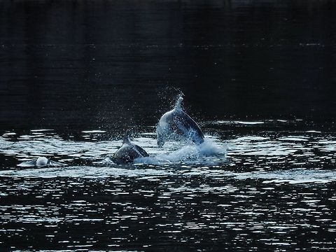 A Small Part of the Pod It was entertaining to watch and listen to this pod of dolphins while they fed in Whaletown Bay. The quiet calm evening added to our enjoyment. Canada,Geotagged,Lagenorhynchus obliquidens,Pacific white-sided dolphin,Summer