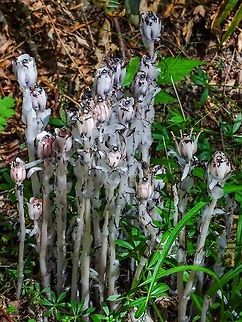 A Ghost Plant Bouquet! The flowers have obtained their upright position. To me an impressive display. Canada,Geotagged,Ghost Plant,Monotropa uniflora,Summer