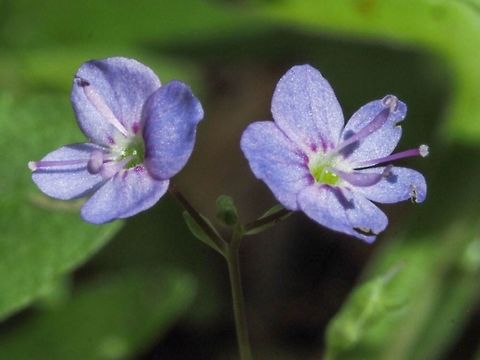 A Diminutive Flower This small flower has the scientific name Veronica americana in most places. Some sources use Veronica beccabunga var. americana! The flowers are about a centimetre across.  American Speedwell,Canada,Geotagged,Veronica americana