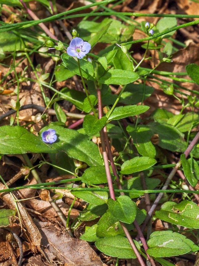 American Speedwell, The Plant. Another common name is American Brooklime. Note the serrated edges of the leaves. For a closer look at the flower,<br />
<figure class="photo"><a href="https://www.jungledragon.com/image/82201/a_diminutive_flower.html" title="A Diminutive Flower"><img src="https://s3.amazonaws.com/media.jungledragon.com/images/2839/82201_thumb.jpeg?AWSAccessKeyId=05GMT0V3GWVNE7GGM1R2&Expires=1767225610&Signature=t%2BkY%2F62ITkJyIzhNe8xtCntX%2Bm8%3D" width="200" height="150" alt="A Diminutive Flower This small flower has the scientific name Veronica americana in most places. Some sources use Veronica beccabunga var. americana! The flowers are about a centimetre across.  American Speedwell,Canada,Geotagged,Veronica americana" /></a></figure><br />
 American Speedwell,Canada,Geotagged,Summer,Veronica americana