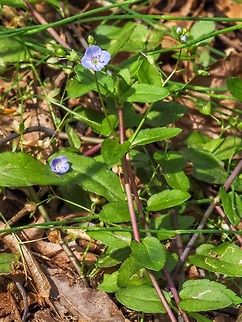 American Speedwell, The Plant. Another common name is American Brooklime. Note the serrated edges of the leaves. For a closer look at the flower,
https://www.jungledragon.com/image/82201/a_diminutive_flower.html
 American Speedwell,Canada,Geotagged,Summer,Veronica americana