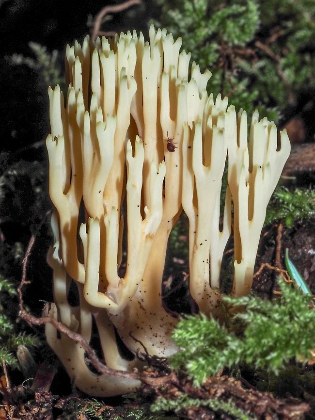 The Green Tips Helped At first I thought this must be Ramaria stricta but the green tips led me to believe it is Lentaria byssiseda. It was growing out of a decaying log more than likely a deciduous tree. The cut end of the log was providing an great habitat for this fungus.<br />
<figure class="photo"><a href="https://www.jungledragon.com/image/82204/the_end_of_the_log.html" title="The End of the Log!"><img src="https://s3.amazonaws.com/media.jungledragon.com/images/2839/82204_thumb.jpeg?AWSAccessKeyId=05GMT0V3GWVNE7GGM1R2&Expires=1759968010&Signature=etTDj0idV13n4csrhwbOHQbZTzE%3D" width="114" height="152" alt="The End of the Log! Obviously a good place for this coral-like fungus to grow. For a closer look,<br />
https://www.jungledragon.com/image/82203/the_green_tips_helped.html Canada,Geotagged,Lentaria byssiseda,Summer" /></a></figure><br />
Don’t know how that Springtail got in the photo!<br />
<br />
Canada,Geotagged,Lentaria byssiseda,Summer
