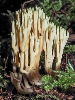 The Green Tips Helped At first I thought this must be Ramaria stricta but the green tips led me to believe it is Lentaria byssiseda. It was growing out of a decaying log more than likely a deciduous tree. The cut end of the log was providing an great habitat for this fungus.
https://www.jungledragon.com/image/82204/the_end_of_the_log.html
Don’t know how that Springtail got in the photo!

 Canada,Geotagged,Lentaria byssiseda,Summer