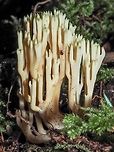 The Green Tips Helped At first I thought this must be Ramaria stricta but the green tips led me to believe it is Lentaria byssiseda. It was growing out of a decaying log more than likely a deciduous tree. The cut end of the log was providing an great habitat for this fungus.<br />
https://www.jungledragon.com/image/82204/the_end_of_the_log.html<br />
Don’t know how that Springtail got in the photo!<br />
<br />
 Canada,Geotagged,Lentaria byssiseda,Summer