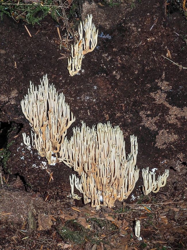 The End of the Log! Obviously a good place for this coral-like fungus to grow. For a closer look,<br />
<figure class="photo"><a href="https://www.jungledragon.com/image/82203/the_green_tips_helped.html" title="The Green Tips Helped"><img src="https://s3.amazonaws.com/media.jungledragon.com/images/2839/82203_thumb.jpeg?AWSAccessKeyId=05GMT0V3GWVNE7GGM1R2&Expires=1769040010&Signature=9N%2BfhMJ8dXzX%2BQ6bZVF5%2BPRgXRw%3D" width="116" height="152" alt="The Green Tips Helped At first I thought this must be Ramaria stricta but the green tips led me to believe it is Lentaria byssiseda. It was growing out of a decaying log more than likely a deciduous tree. The cut end of the log was providing an great habitat for this fungus.<br />
https://www.jungledragon.com/image/82204/the_end_of_the_log.html<br />
Don&rsquo;t know how that Springtail got in the photo!<br />
<br />
 Canada,Geotagged,Lentaria byssiseda,Summer" /></a></figure> Canada,Geotagged,Lentaria byssiseda,Summer