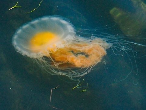 A View From Our Deck! Initial thought was that this sea jelly was a Lion’s Mane, Cyanea capillata, https://www.jungledragon.com/image/63084/a_smaller_lions_mane_sea_jelly_cyanea_capillata.html
The colour is wrong and the bell shape and tentacle colour indicates Phacellophora camtschatica.  Canada,Fried egg jellyfish,Geotagged,Phacellophora camtschatica,Spring
