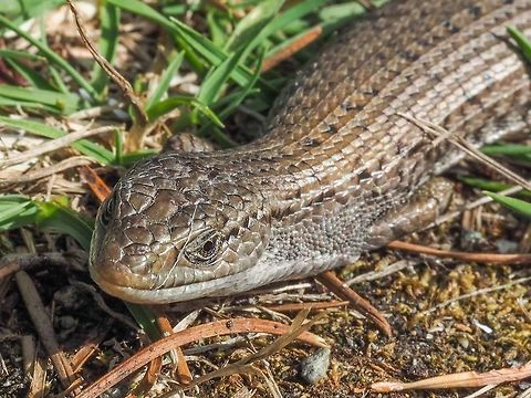 A Northwestern Alligator Lizard, Elgaria coerulea ssp. principis. We have lived on Cortes Island for a little over 30 years and have only heard about these lizards. Walking back from the dock I was surprised to find one sunning itself in the middle of the driveway! It stayed long enough for me to get the camera. I was also surprised at how fast it skittered away after I got too close. Canada,Elgaria coerulea,Elgaria coerulea ssp. principis,Geotagged,Northern alligator lizard,Northwestern Alligator Lizard,Summer