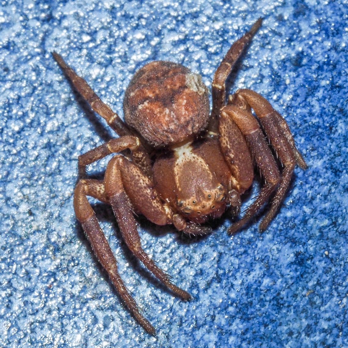 A Brown Crab Spider I found this Coriarachne brunneipes in a dish on our deck.  Canada,Coriarachne brunneipes,Geotagged,Summer