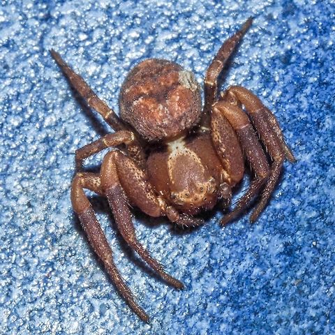 A Brown Crab Spider I found this Coriarachne brunneipes in a dish on our deck.  Canada,Coriarachne brunneipes,Geotagged,Summer