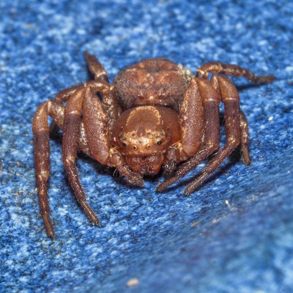 An Example of Coriarachne brunneipes. When going to place some peanuts in this dish for my crow friends I found this spider. Canada,Coriarachne brunneipes,Geotagged,Summer