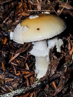 The Apricot Amanita It rained last night. This ‘shroom was identified in 2005! It is native to the Pacific Northwest of North America and has a mycorrhizal relationship with Douglas Fir and sometimes with pines. Amanita aprica is also called “Jan’s Yellow Friend”!?! Who was Jan? Amanita aprica,Canada,Geotagged,Summer