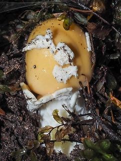 An Emerging “Jane’s Yellow Friend”! There were quite a few of these along the road/path this morning.
https://www.jungledragon.com/image/82352/the_apricot_amanita.html Amanita aprica,Canada,Geotagged,Summer