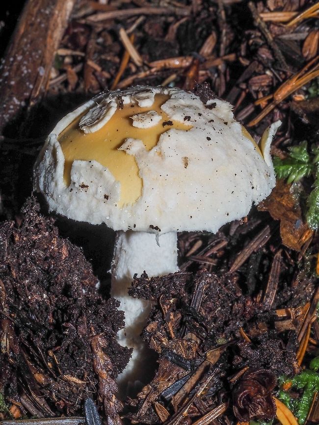 Another Amanita aprica. After the rain. <br />
<figure class="photo"><a href="https://www.jungledragon.com/image/82352/the_apricot_amanita.html" title="The Apricot Amanita"><img src="https://s3.amazonaws.com/media.jungledragon.com/images/2839/82352_thumb.jpeg?AWSAccessKeyId=05GMT0V3GWVNE7GGM1R2&Expires=1767225610&Signature=8CUMLJjCivm6uS8z1SZJoHp770c%3D" width="114" height="152" alt="The Apricot Amanita It rained last night. This &lsquo;shroom was identified in 2005! It is native to the Pacific Northwest of North America and has a mycorrhizal relationship with Douglas Fir and sometimes with pines. Amanita aprica is also called &ldquo;Jan&rsquo;s Yellow Friend&rdquo;!?! Who was Jan? Amanita aprica,Canada,Geotagged,Summer" /></a></figure><br />
<figure class="photo"><a href="https://www.jungledragon.com/image/82353/an_emerging_janes_yellow_friend.html" title="An Emerging &ldquo;Jane&rsquo;s Yellow Friend&rdquo;!"><img src="https://s3.amazonaws.com/media.jungledragon.com/images/2839/82353_thumb.jpeg?AWSAccessKeyId=05GMT0V3GWVNE7GGM1R2&Expires=1767225610&Signature=8WHJCjnLLUt1aUgTm8UTcAsg3rg%3D" width="114" height="152" alt="An Emerging &ldquo;Jane&rsquo;s Yellow Friend&rdquo;! There were quite a few of these along the road/path this morning.<br />
https://www.jungledragon.com/image/82352/the_apricot_amanita.html Amanita aprica,Canada,Geotagged,Summer" /></a></figure> Amanita aprica,Canada,Geotagged,Summer