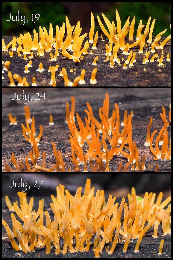 Calocera cornea... Weather Effects. July, 19... after a heavy rainfall. <br />
July, 24... after five days without rain.<br />
July, 27... after an evening of rain.<br />
Quite the changes. Calocera cornea,Canada,Geotagged