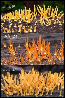 Calocera cornea... Weather Effects. July, 19... after a heavy rainfall. 
July, 24... after five days without rain.
July, 27... after an evening of rain.
Quite the changes. Calocera cornea,Canada,Geotagged