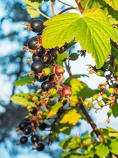 The Fruit of the Red-flowering Currant. It is my understanding that this fruit was not used by the First Nations people because of its lack of taste and the paste like texture. I personally haven&rsquo;t confirmed these facts!  Canada,Geotagged,Red-flowering currant,Ribes sanguineum,Summer