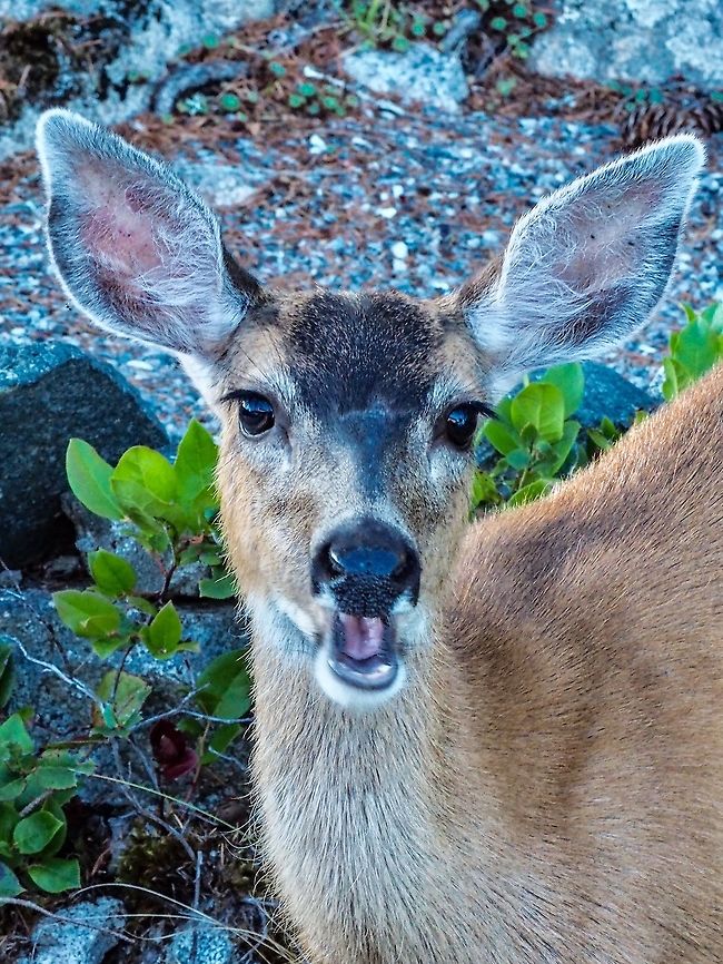 A Columbian Black-tailed Doe. It may appear that Miss Doe is asking if you like her eye lashes when in fact she is chewing on some vegetable matter from our yard. Unfortunately for us deer don&rsquo;t know how to read so haven&rsquo;t read the book listing the things they DON&rsquo;T eat. A remedial reading program for the deer is not the answer. Black-tailed deer,Canada,Geotagged,Odocoileus hemionus columbianus,Summer