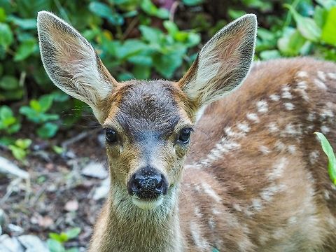 A Columbian Black-tailed Deer Fawn. One of a set of twins that visited this afternoon. They seem to like all those salal berries that are available right at the level of their mouths. Black-tailed deer,Canada,Geotagged,Odocoileus hemionus columbianus,Summer