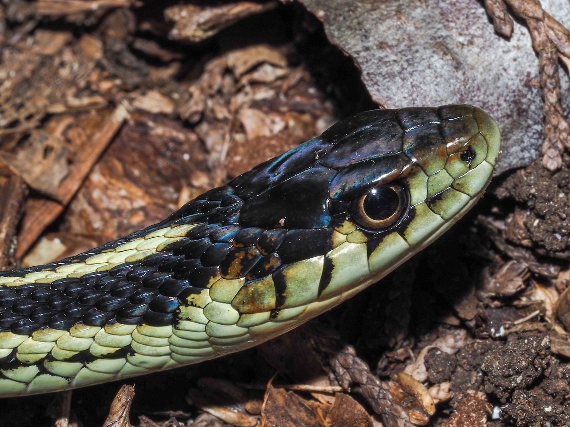 The Puget Sound Garter Snake, Thamnophis sirtalis ssp. pickeringii. This garter snake is our &ldquo;local&rdquo; garter snake. We have three different subspecies in B.C. <br />
<a href="http://www.californiaherps.com/snakes/maps/xtsirtalisspeciesmap3.jpg" rel="nofollow">http://www.californiaherps.com/snakes/maps/xtsirtalisspeciesmap3.jpg</a><br />
We met this fellow while walking back from the beach in a dense Red Alder forest. He was right beside the trail and seemed to put up with three adults plus a seven year who wants to hold the snake, a five year old that wants to tickle the snake with a found feather and me, the photographer. Canada,Common Garter Snake,Geotagged,Puget Sound Garter Snake,Summer,Thamnophis sirtalis,Thamnophis sirtalis ssp. pickeringii