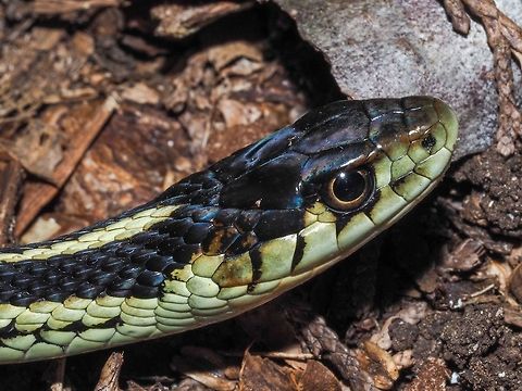The Puget Sound Garter Snake, Thamnophis sirtalis ssp. pickeringii. This garter snake is our “local” garter snake. We have three different subspecies in B.C. 
http://www.californiaherps.com/snakes/maps/xtsirtalisspeciesmap3.jpg
We met this fellow while walking back from the beach in a dense Red Alder forest. He was right beside the trail and seemed to put up with three adults plus a seven year who wants to hold the snake, a five year old that wants to tickle the snake with a found feather and me, the photographer. Canada,Common Garter Snake,Geotagged,Puget Sound Garter Snake,Summer,Thamnophis sirtalis,Thamnophis sirtalis ssp. pickeringii