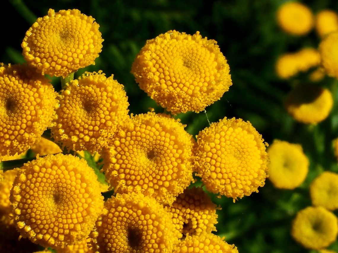 Tansy Flowers, A Closer Look. These were hard to miss with there bright colours. <br />
<figure class="photo"><a href="https://www.jungledragon.com/image/82488/tanacetum_vulgare_a_habitat_view.html" title="Tanacetum vulgare, a habitat view."><img src="https://s3.amazonaws.com/media.jungledragon.com/images/2839/82488_thumb.jpeg?AWSAccessKeyId=05GMT0V3GWVNE7GGM1R2&Expires=1759968010&Signature=EUqtRIm0a6AUVnhU3lveFiWuwAc%3D" width="200" height="150" alt="Tanacetum vulgare, a habitat view. Just a partial view of a wide expanse of these plants.  <br />
https://www.jungledragon.com/image/82487/tansy_flowers_a_closer_look.html Canada,Geotagged,Summer,Tanacetum vulgare,Tansy" /></a></figure> Canada,Geotagged,Summer,Tanacetum vulgare,Tansy
