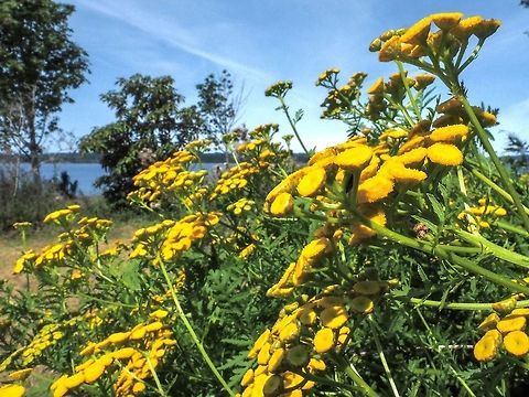 Tanacetum vulgare, a habitat view. Just a partial view of a wide expanse of these plants.  
https://www.jungledragon.com/image/82487/tansy_flowers_a_closer_look.html Canada,Geotagged,Summer,Tanacetum vulgare,Tansy