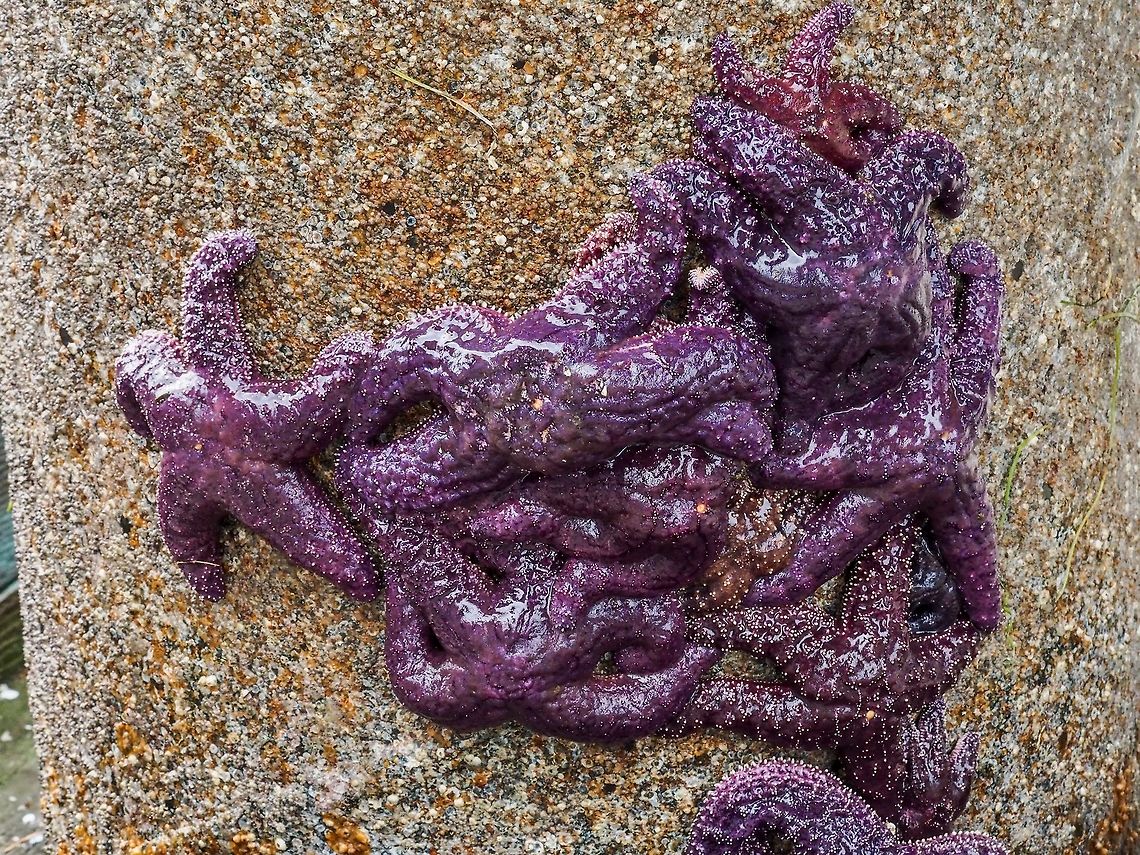 A Gathering of Pisaster ochraceus. These Ochre Sea Stars are likely feeding on the barnacles attached to this exposed piling. They are exposed due to the extreme low tide. Up until 2013 this occurrence would have been commonplace but due to the &ldquo;sea star wasting disease&rdquo; it has been rare or nonexistent. Up until now! The Sunflower Seastar with its many arms have yet to recover. It&rsquo;s good to see the return of these purple fellows. Canada,Geotagged,Pisaster ochraceus,Purple sea star,Summer