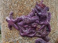 A Gathering of Pisaster ochraceus. These Ochre Sea Stars are likely feeding on the barnacles attached to this exposed piling. They are exposed due to the extreme low tide. Up until 2013 this occurrence would have been commonplace but due to the “sea star wasting disease” it has been rare or nonexistent. Up until now! The Sunflower Seastar with its many arms have yet to recover. It’s good to see the return of these purple fellows. Canada,Geotagged,Pisaster ochraceus,Purple sea star,Summer