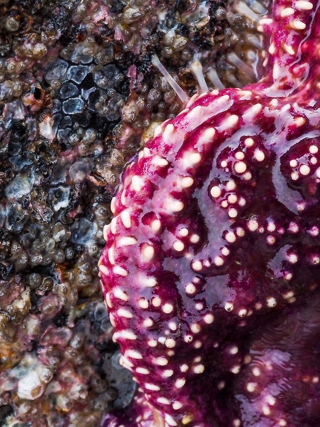 Hanging On! Being out of the water this Purple Seastar is fighting gravity. The tube feet are clearly visible. It was not alone! <br />
<figure class="photo"><a href="https://www.jungledragon.com/image/82596/a_gathering_of_pisaster_ochraceus.html" title="A Gathering of Pisaster ochraceus."><img src="https://s3.amazonaws.com/media.jungledragon.com/images/2839/82596_thumb.jpeg?AWSAccessKeyId=05GMT0V3GWVNE7GGM1R2&Expires=1759968010&Signature=MfPti%2BnP0bpDlaGNikSfhG%2BbKWA%3D" width="200" height="150" alt="A Gathering of Pisaster ochraceus. These Ochre Sea Stars are likely feeding on the barnacles attached to this exposed piling. They are exposed due to the extreme low tide. Up until 2013 this occurrence would have been commonplace but due to the &ldquo;sea star wasting disease&rdquo; it has been rare or nonexistent. Up until now! The Sunflower Seastar with its many arms have yet to recover. It&rsquo;s good to see the return of these purple fellows. Canada,Geotagged,Pisaster ochraceus,Purple sea star,Summer" /></a></figure> Canada,Geotagged,Pisaster ochraceus,Purple sea star,Summer