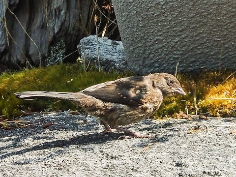 A Spotted Towhee Youngster! Our local Pipilo maculatus pair has produced a second batch of youngsters. This fellow has a sibling hiding in the trees. Canada,Geotagged,Pipilo maculatus,Spotted towhee,Summer
