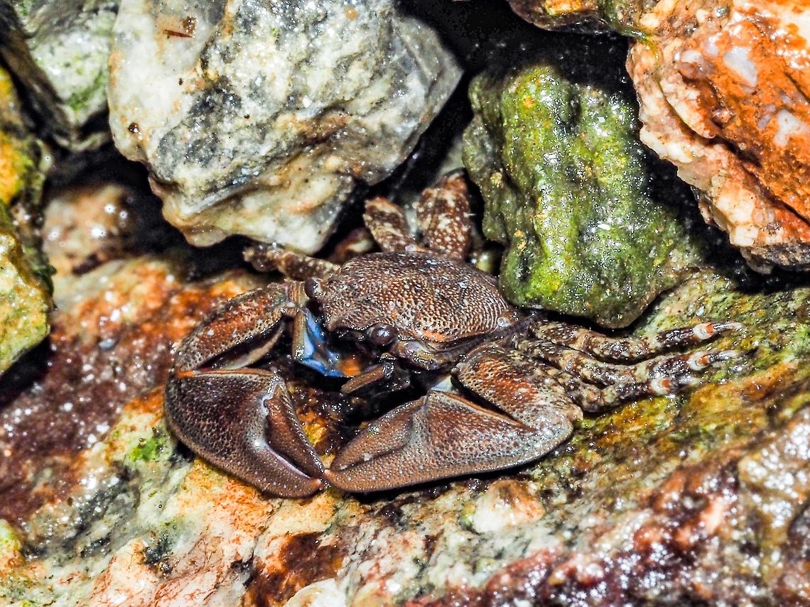A Flattop Porcelain Crab Petrolisthes eriomerus is distinguished from the other porcelain crab in this area, P. cinctipes, by having blue mouth parts. P. cinctipes has red orange mouth parts and doesn’t hide under rocks as P. eriomerus does. These are small crabs, at the widest it’s carapace is 8mm across. I had a hard time stopping it from skittering under cover and to hold still long enough to take its photo. They are called “porcelain crabs” because if a predator seizes the large pincer it breaks off, a process called autotomy. Canada,Geotagged,Petrolisthes eriomerus,Summer