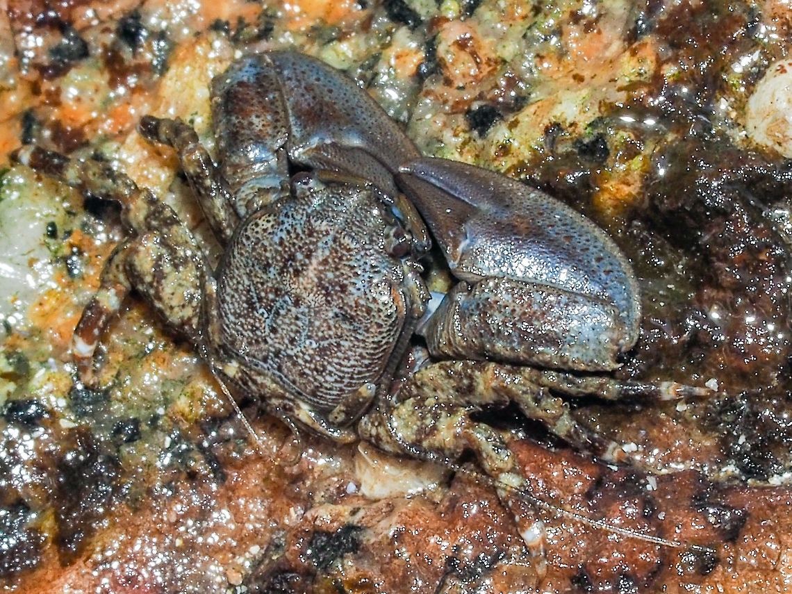 Petrolisthes eriomerus, A Dorsal View. Note the very long antennae. <br />
<figure class="photo"><a href="https://www.jungledragon.com/image/82702/a_flattop_porcelain_crab.html" title="A Flattop Porcelain Crab"><img src="https://s3.amazonaws.com/media.jungledragon.com/images/2839/82702_thumb.jpeg?AWSAccessKeyId=05GMT0V3GWVNE7GGM1R2&Expires=1759968010&Signature=dQ83I8BPjZN5c62%2BTNdPLm5xdSw%3D" width="200" height="152" alt="A Flattop Porcelain Crab Petrolisthes eriomerus is distinguished from the other porcelain crab in this area, P. cinctipes, by having blue mouth parts. P. cinctipes has red orange mouth parts and doesn&rsquo;t hide under rocks as P. eriomerus does. These are small crabs, at the widest it&rsquo;s carapace is 8mm across. I had a hard time stopping it from skittering under cover and to hold still long enough to take its photo. They are called &ldquo;porcelain crabs&rdquo; because if a predator seizes the large pincer it breaks off, a process called autotomy. Canada,Geotagged,Petrolisthes eriomerus,Summer" /></a></figure> Canada,Geotagged,Petrolisthes eriomerus,Summer