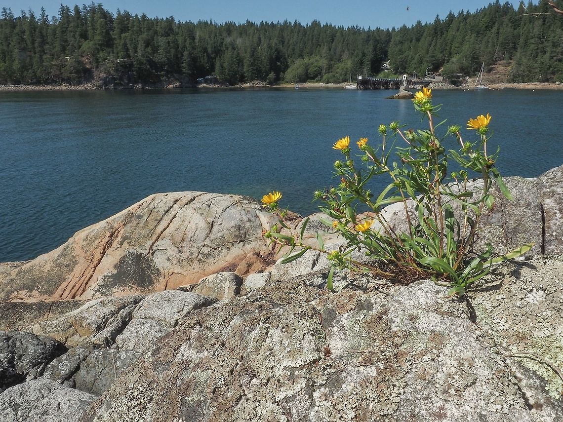A Habitat Photo of Grindelia stricta. I find it hard to belief that this plant can survive in such seemingly harsh conditions. Canada,Geotagged,Grindelia stricta,Summer