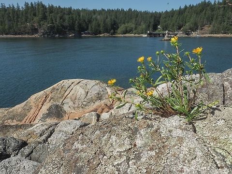 A Habitat Photo of Grindelia stricta. I find it hard to belief that this plant can survive in such seemingly harsh conditions. Canada,Geotagged,Grindelia stricta,Summer