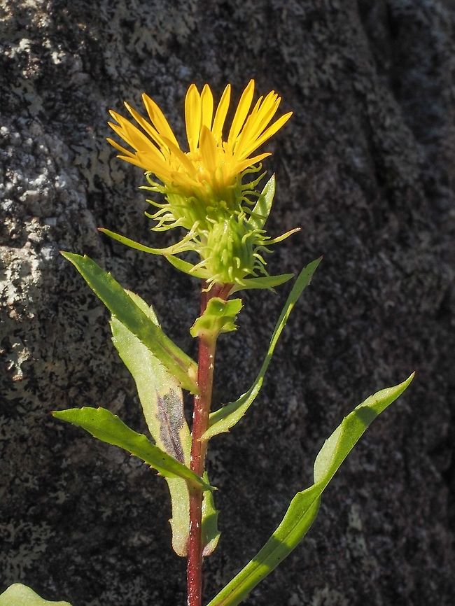 The Flower and Buds of the Oregon Gumweed The &ldquo;recurved green phyllaries&rdquo; on the flower and the buds can be seen. Canada,Geotagged,Grindelia stricta,Oregon Gumweed,Summer