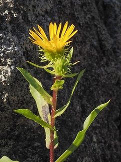 The Flower and Buds of the Oregon Gumweed The “recurved green phyllaries” on the flower and the buds can be seen. Canada,Geotagged,Grindelia stricta,Oregon Gumweed,Summer