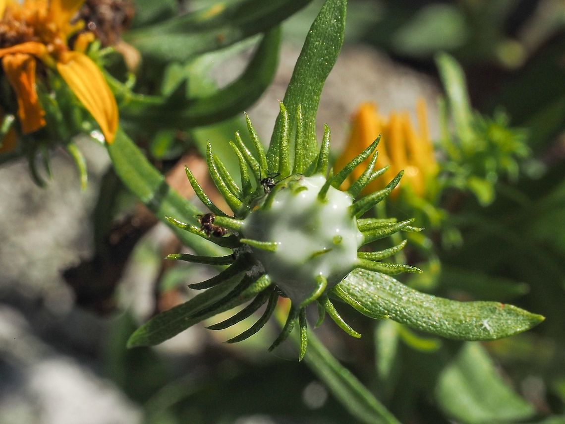 A “Gluey Bud” of Grindelia stricta. As described in the Wikipedia article &ldquo;the head produces copious white exudate, especially in the early stages of blooming&rdquo;.<br />
 Canada,Geotagged,Grindelia stricta,Oregon Gumweed,Summer