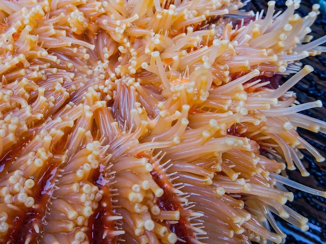 Tube feet of the Sunflower Sea Star. Another &ldquo;by-catch&rdquo; while prawn fishing. They are searching for something to stick to. Canada,Geotagged,Pycnopodia helianthoides,Summer,Sunflower seastar