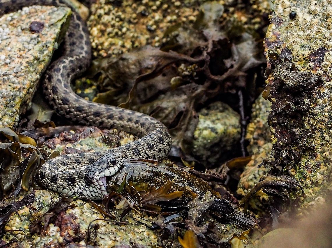 A Successful Fishing Trip! A Thamnopsis elegans ssp. vagrans (Western Terrestial Wandering Garter Snake) is trying to swallow a Tide Pool Sculpin (Oligocottus maculosus) whole. Fortunately for the snake it can dislocate his jaw making use of the hyoid bone.    <br />
<figure class="photo"><a href="https://www.jungledragon.com/image/83013/a_western_terrestial_wandering_garter_snake_with_its_recent_catch_of_the_day.html" title="A Western Terrestial Wandering Garter Snake With It&rsquo;s Recent &ldquo;Catch of the Day&rdquo;!"><img src="https://s3.amazonaws.com/media.jungledragon.com/images/2839/83013_thumb.jpeg?AWSAccessKeyId=05GMT0V3GWVNE7GGM1R2&Expires=1759968010&Signature=eYivat1MFyE2SaItnz7QoL9s5q4%3D" width="200" height="150" alt="A Western Terrestial Wandering Garter Snake With It&rsquo;s Recent &ldquo;Catch of the Day&rdquo;! A Tide Pool Sculpin has succumbed to the fishing efforts of the Wandering Garter Snake.      <br />
https://www.jungledragon.com/image/83012/a_successful_fishing_trip.html Canada,Geotagged,Summer,Thamnophis elegans,Western terrestrial garter snake" /></a></figure> Canada,Geotagged,Summer,Thamnophis elegans,Western terrestrial garter snake