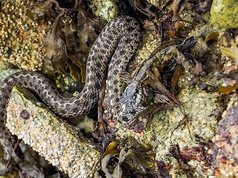 A Western Terrestial Wandering Garter Snake With It’s Recent “Catch of the Day”! A Tide Pool Sculpin has succumbed to the fishing efforts of the Wandering Garter Snake.      
https://www.jungledragon.com/image/83012/a_successful_fishing_trip.html Canada,Geotagged,Summer,Thamnophis elegans,Western terrestrial garter snake
