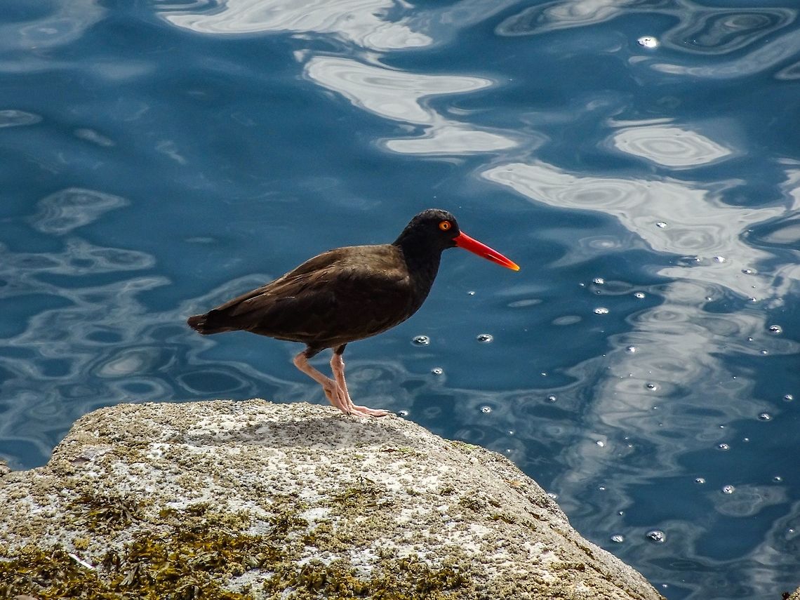 A Black Oystercatcher, Haematopus bachmani. Couldn&rsquo;t resist taking this guy&rsquo;s photo. The sun shining through its beak makes the beak seem illuminated from within. Black oystercatcher,Canada,Geotagged,Haematopus bachmani,Summer