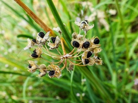 The Seeds of the Nodding Onion. I was surprised and impressed with the size and the colour of the seeds. Allium cernuum,Canada,Geotagged,Nodding onion,Summer